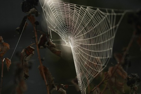 pavučinkovanie...prišla a vháčkovala hmlu so svetlom..jeseň